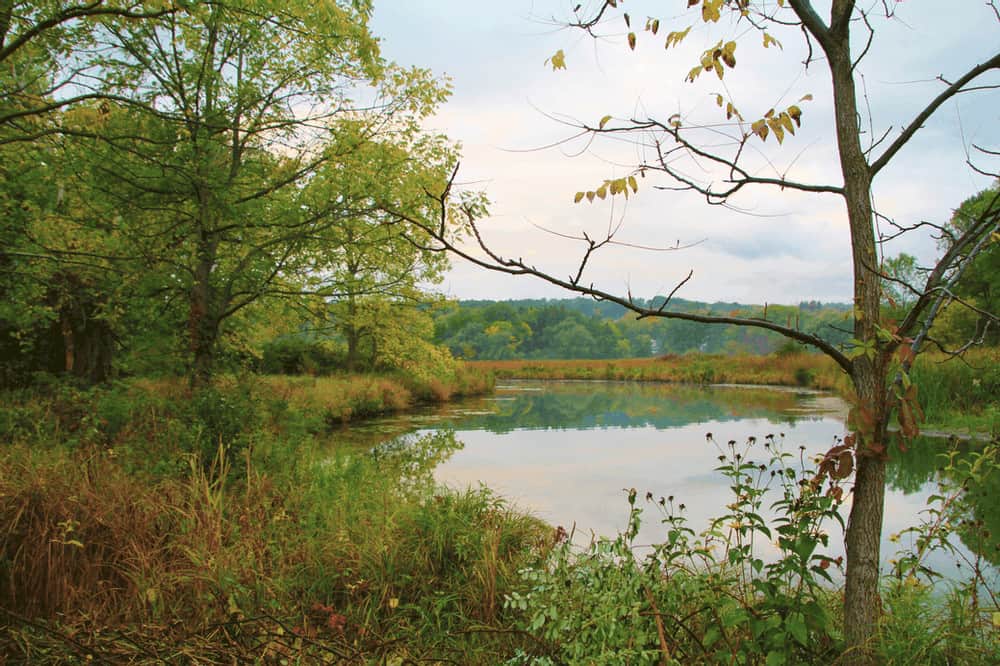 Trees for Tribs Grant to fund Sugar Creek Restoration Project