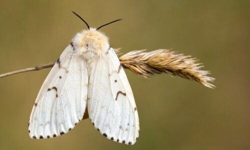 The Attack of the Gypsy Moths