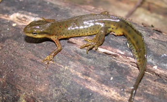 Small Wonders, Critter Stories: Red Spotted Newt